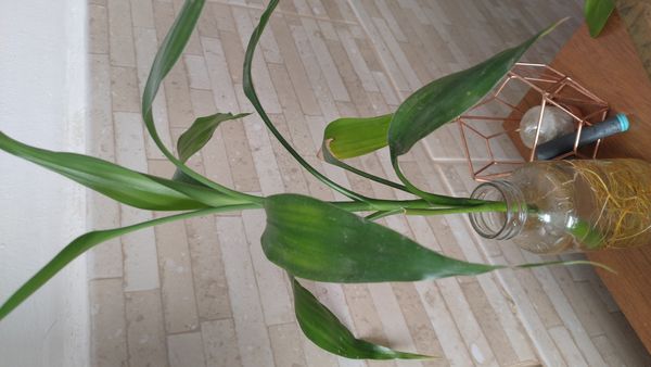 Identificação da planta Bambu da Sorte por foto