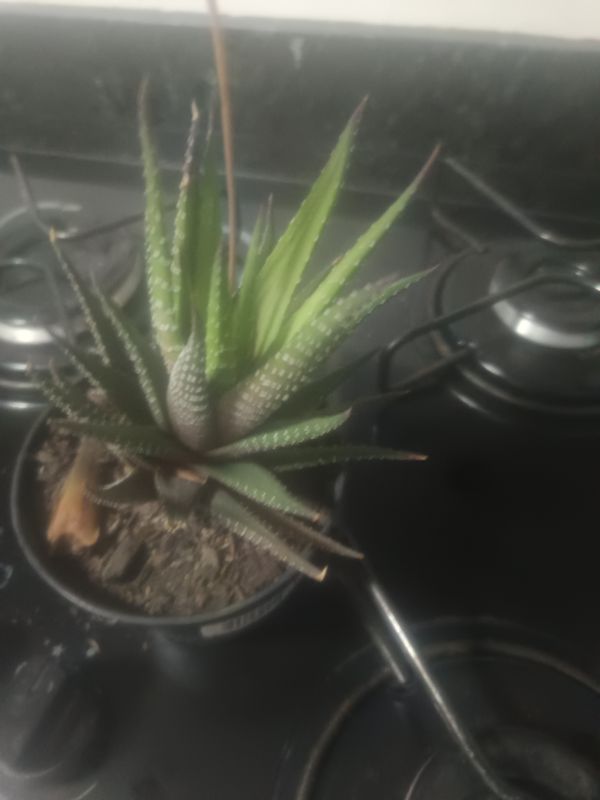 Identificação da planta Suculenta Rabo de Tatu por foto