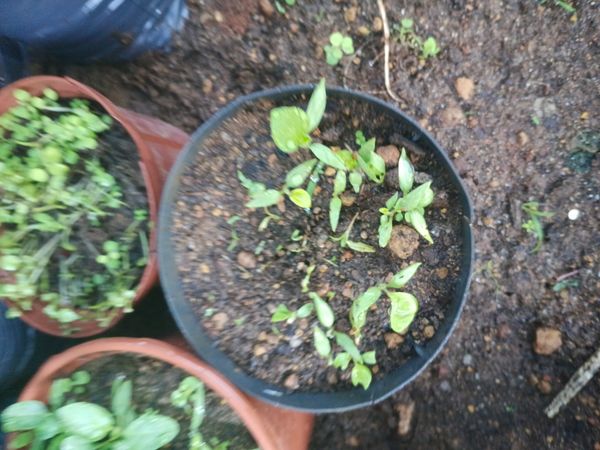 Identificação da planta Pimenta-de-cheiro por foto