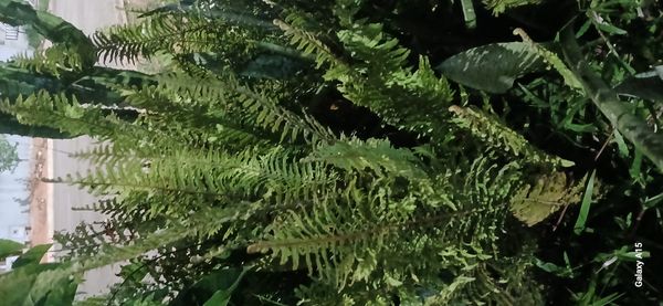 Identificação da planta Não sei por foto