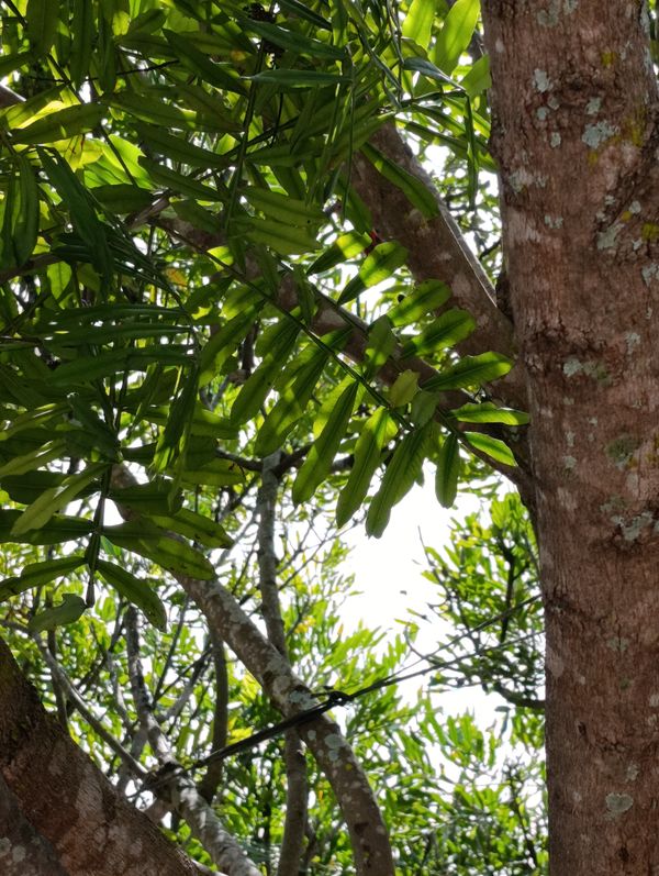 Identificação da planta Árvore-da-borracha por foto