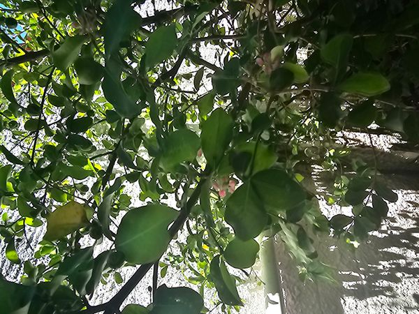 Identificação da planta Acerola por foto