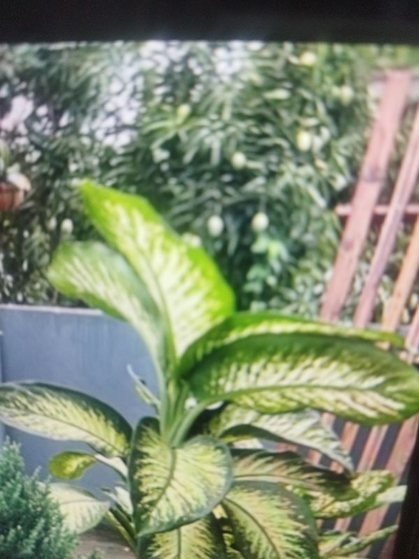 Identificação da planta Comigo-ninguém-pode por foto