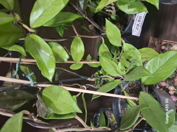 Identificação da planta Flor-de-cera por foto