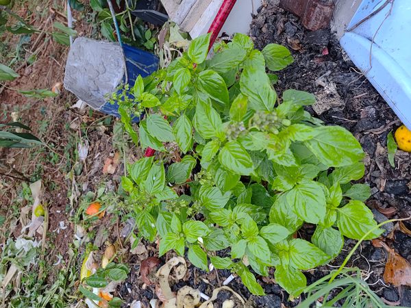 Identificação da planta Alfavaca por foto