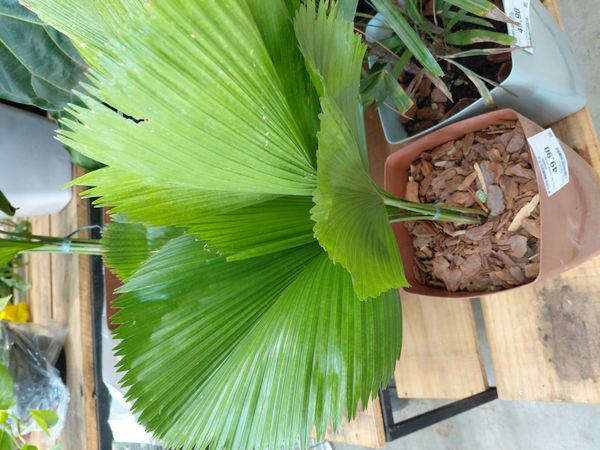 Identificação da planta Palmeira-leque por foto