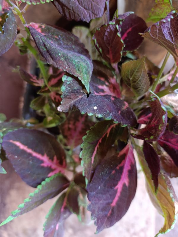 Identificação da planta Coléus por foto