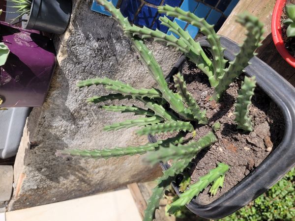 Identificação da planta Cacto estrela por foto