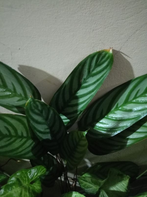 Identificação da planta Maranta por foto