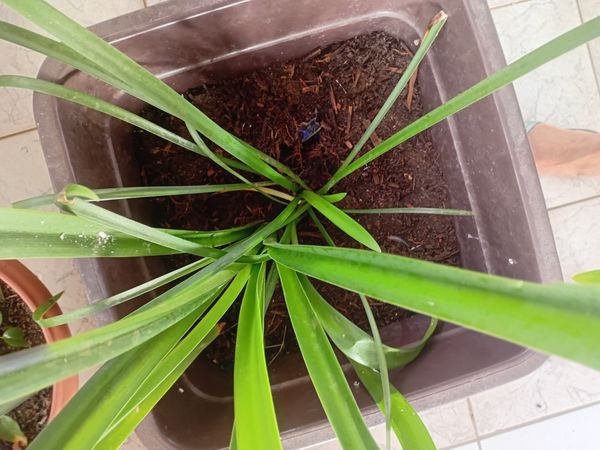Identificação da planta agave por foto