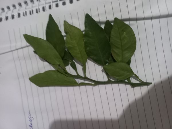 Identificação da planta Mexerica por foto