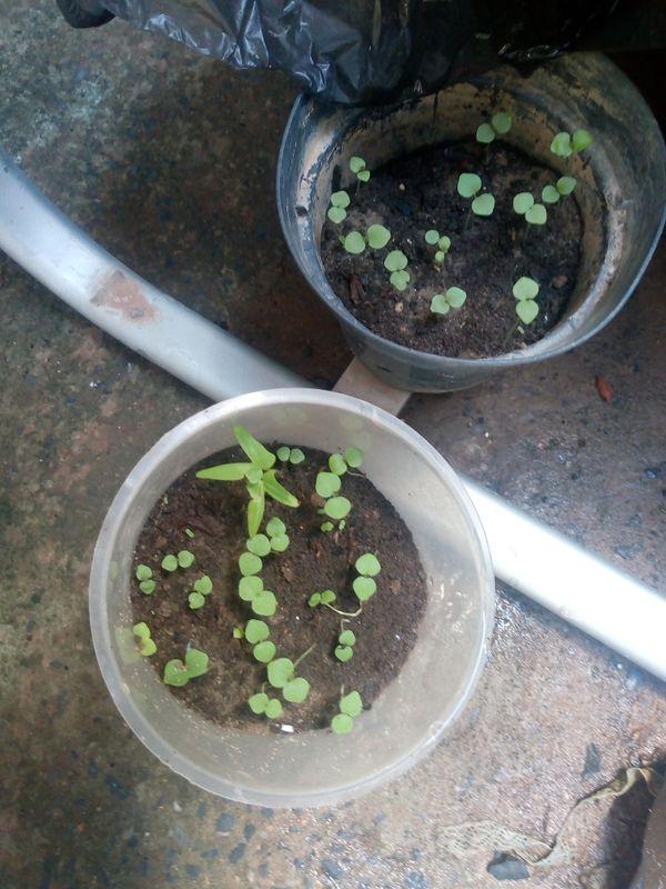 Identificação da planta Capim-branco por foto