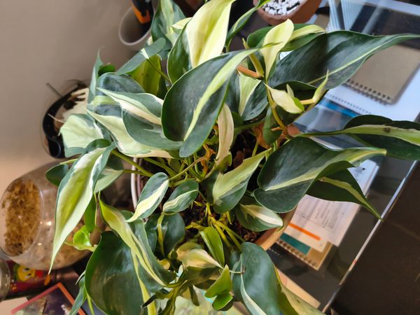 Identificação da planta Filodendro Brasil por foto