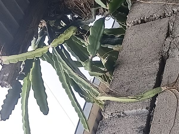 Identificação da planta Pitaya por foto