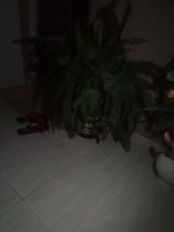 Identificação da planta Samambaia por foto