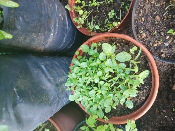 Identificação da planta Combava - mutação por foto