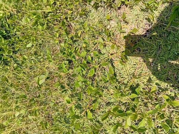 Identificação da planta Soja por foto