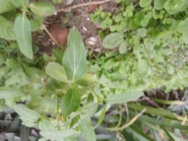 Identificação da planta Chuva-de-ouro por foto