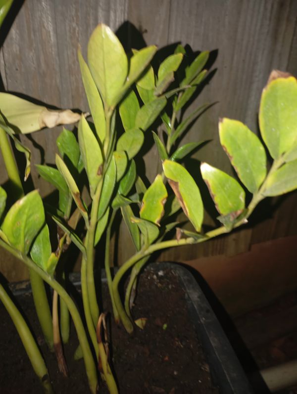 Identificação da planta Zamioculcas por foto