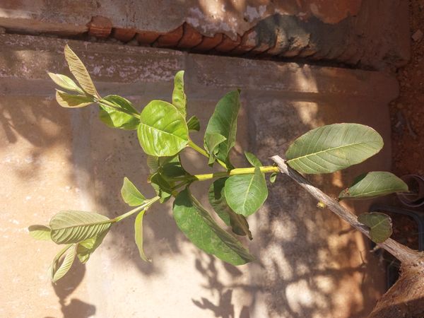 Identificação da planta Goiabeira por foto