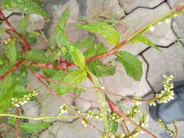 Identificação da planta Erva-de-bicho-pontuada por foto