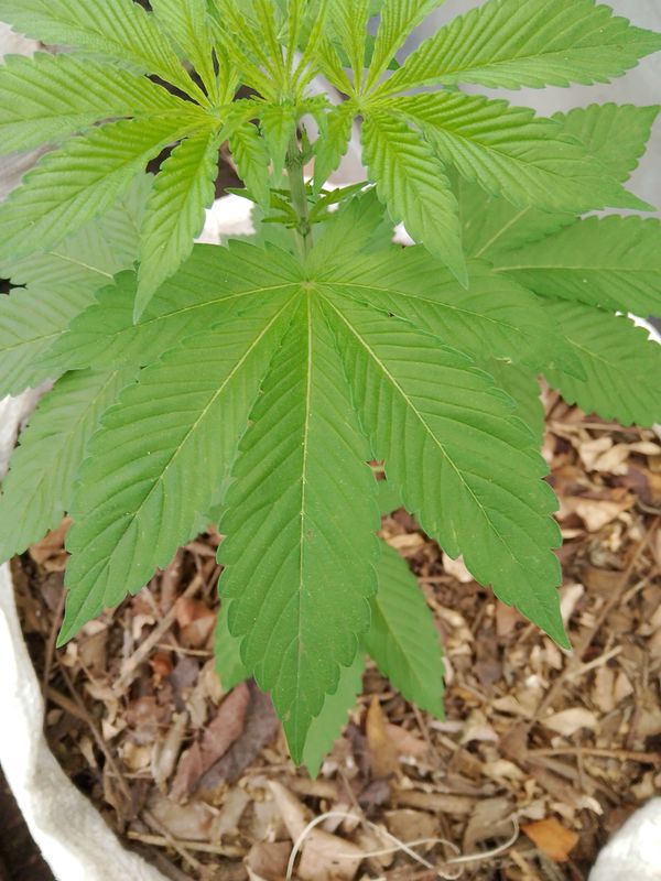 Identificação da planta Maconha por foto