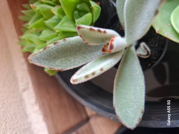 Identificação da planta Planta-panda por foto