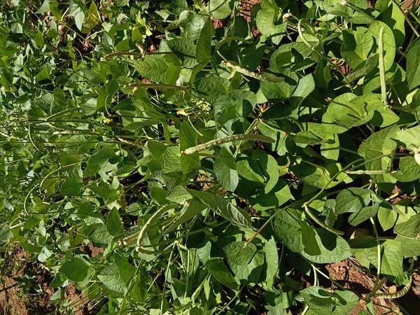 Identificação da planta Feijão-caupi por foto
