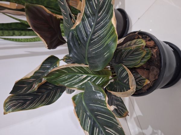 Identificação da planta Maranta-zebrada por foto
