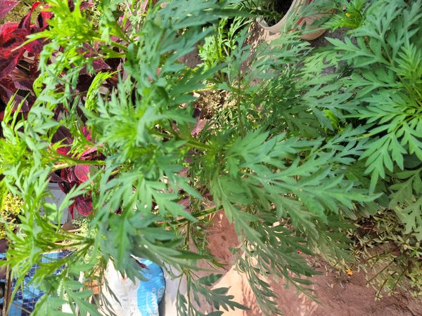 Identificação da planta Cosmos amarelo por foto