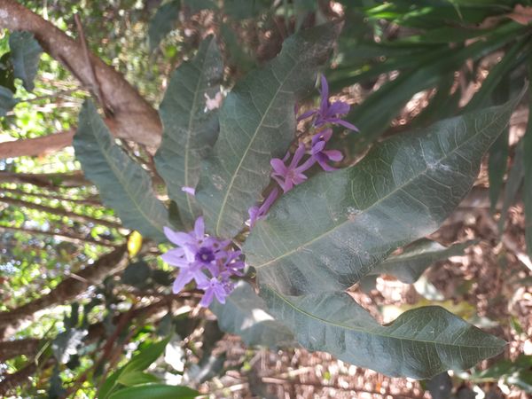 Identificação da planta Primavera por foto