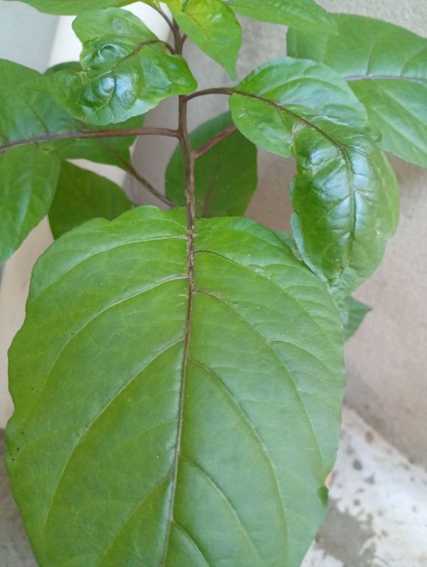 Identificação da planta Pimenta-de-cheiro por foto
