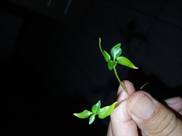 Identificação da planta Enxerida-Verdejante por foto