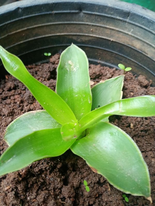 Identificação da planta Planta de cesta por foto