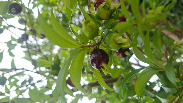 Identificação da planta Cereja-do-rio-grande por foto