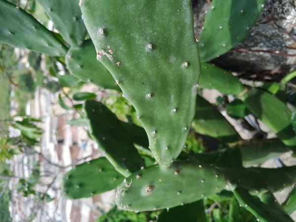 Identificação da planta Palma por foto