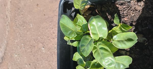 Identificação da planta Pacová por foto
