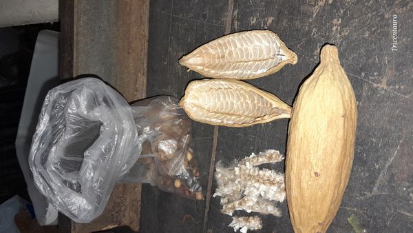 Identificação da planta Pau-rei por foto