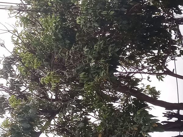 Identificação da planta Corticeira por foto