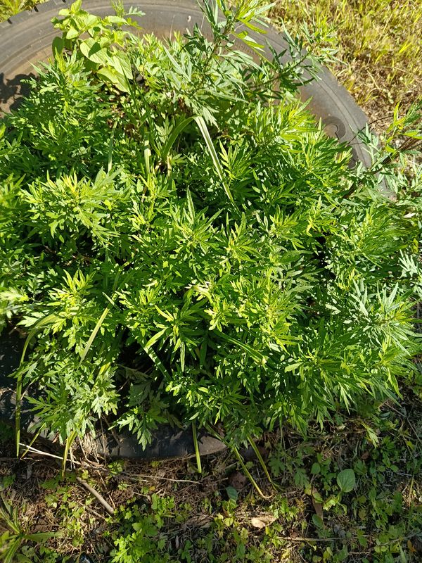 Identificação da planta Artemísia por foto