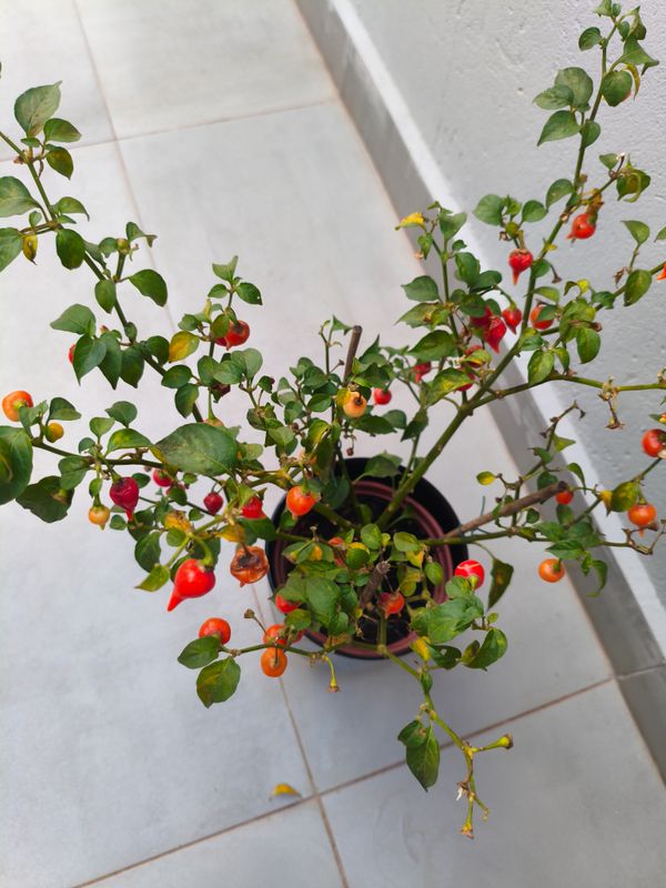 Identificação da planta Pimenta-de-cheiro por foto