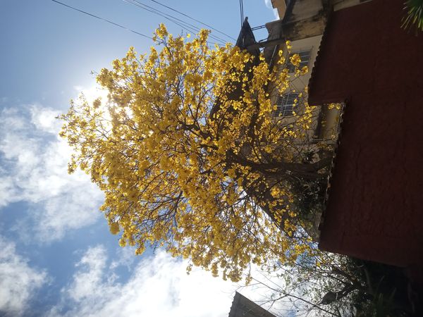 Identificação da planta Ipê-amarelo por foto
