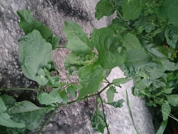 Identificação da planta Maria-pretinha por foto
