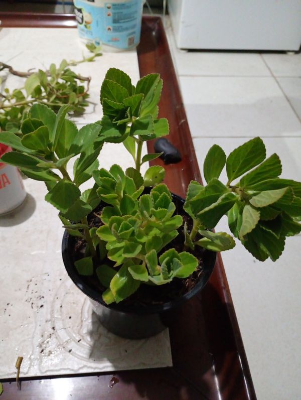 Identificação da planta Boldo chinês por foto