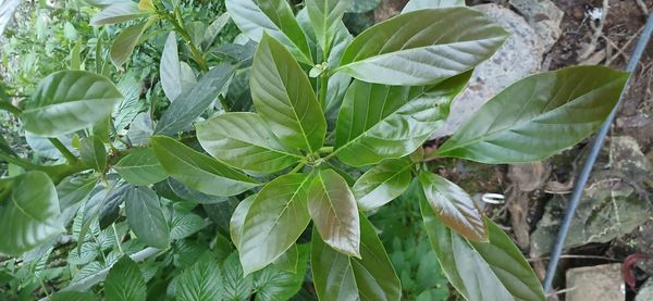 Identificação da planta Abacate por foto