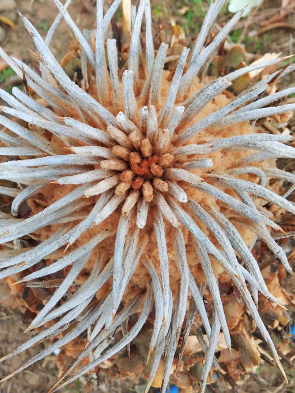 Identificação da planta Sagu-de-jardim por foto