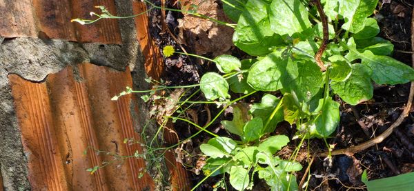 Identificação da planta Crepe do Japão por foto