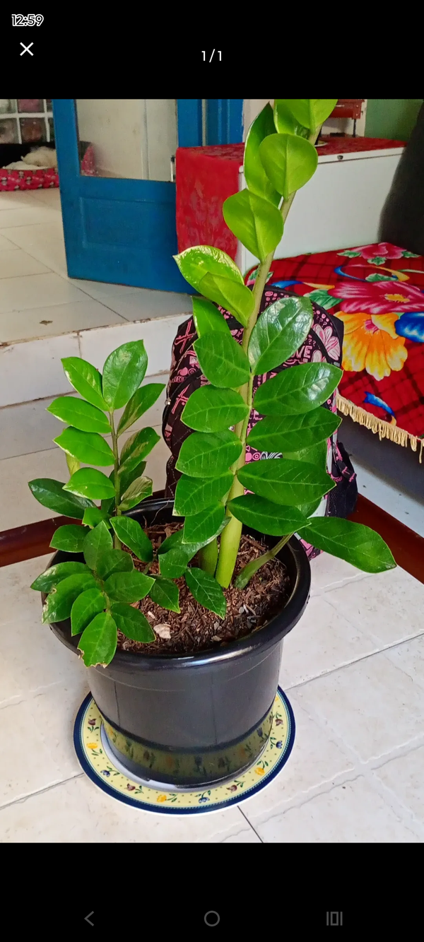 Identificação da planta Zamioculcas por foto