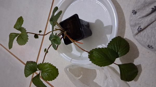 Identificação da planta morangueiro por foto