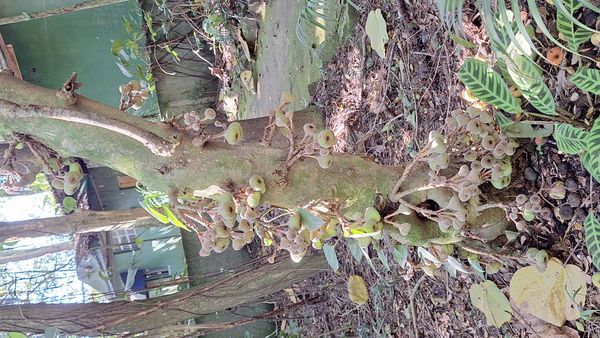Identificação da planta Figueira-da-china por foto
